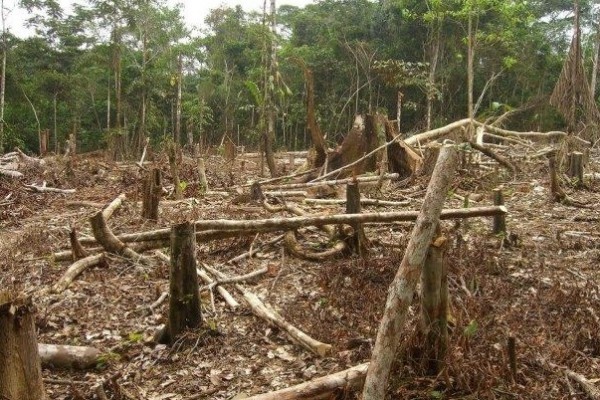 202 hectáreas son deforestadas cada año únicamente en el departamento del Huila