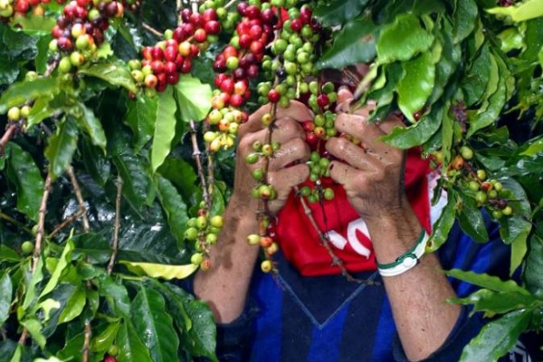 En 1,2% aumentó en octubre producción de café en Colombia