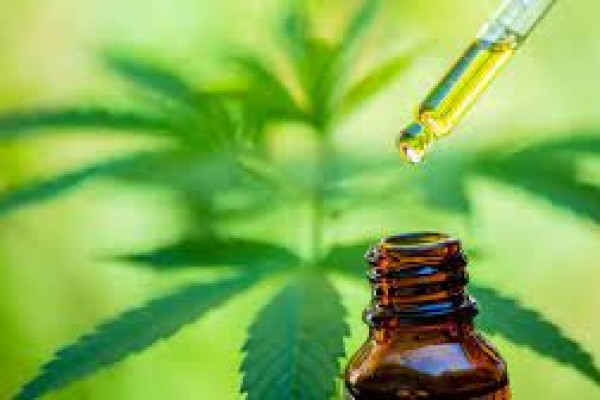 Rivera será epicentro del cannabis medicinal