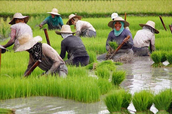 Reducir costos y mejorar la productividad es el objetivo del proyecto de trasplante de arroz