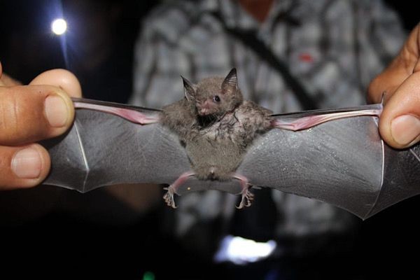 Nuevo virus asociado a un murciélago es detectado en China