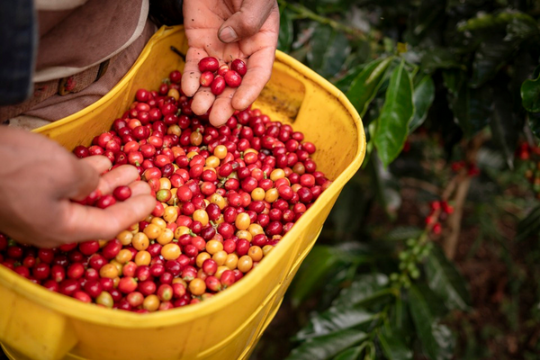 Producción de café de Colombia cae 12%