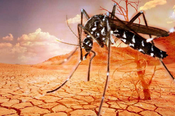 ¡Pilas! El Cambio climático aumenta los casos del dengue y el chikungunya