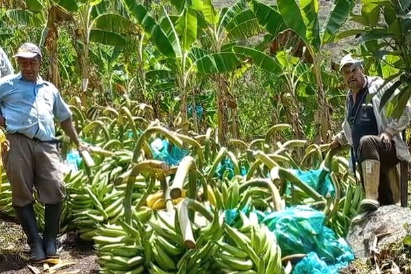 Productores de plátano logran ventas exitosas gracias al gobierno “Huila Crece”