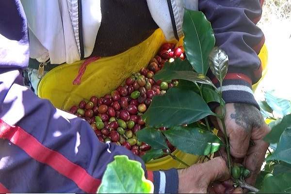 Gobernación del Huila, promueve el trabajo decente y la productividad en el sector cafetero