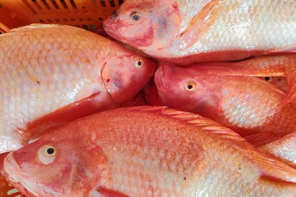 El departamento del Huila es clave en el abastecimiento de pescado en Semana Santa