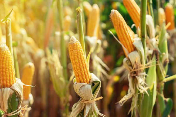 El Huila se compromete a aumentar la producción de maíz