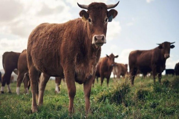 El precio de la carne y lácteos podría aumentar, según advirtió Fedegán