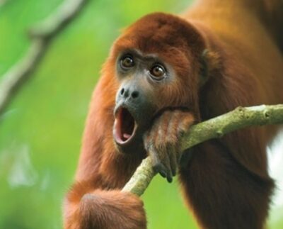 Monos Aulladores