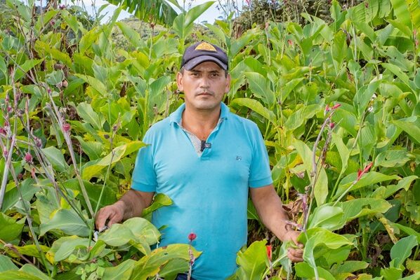 Hamilton Díaz, es el joven que redescubrió el cultivo de la achira en el Huila, retomó el cultivo y tiene excelentes resultados.