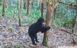 Oso Anteojos Huila Colombia