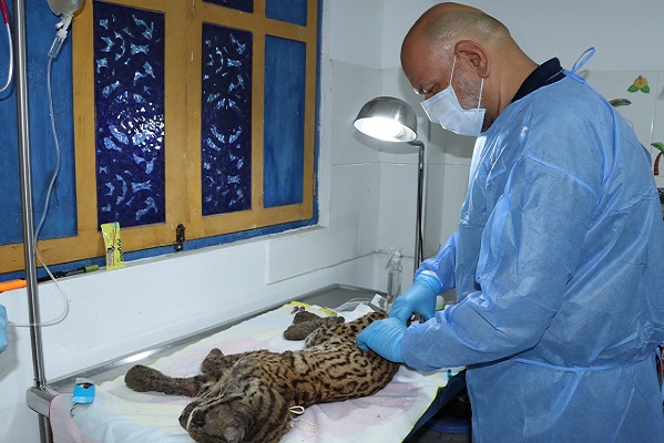 Autoridades ambientales logran salvar un ocelote herido y desnutrido.