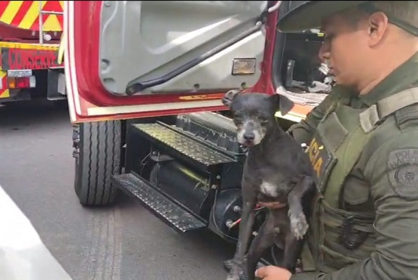 “Mateo” el perrito que fue rescatado